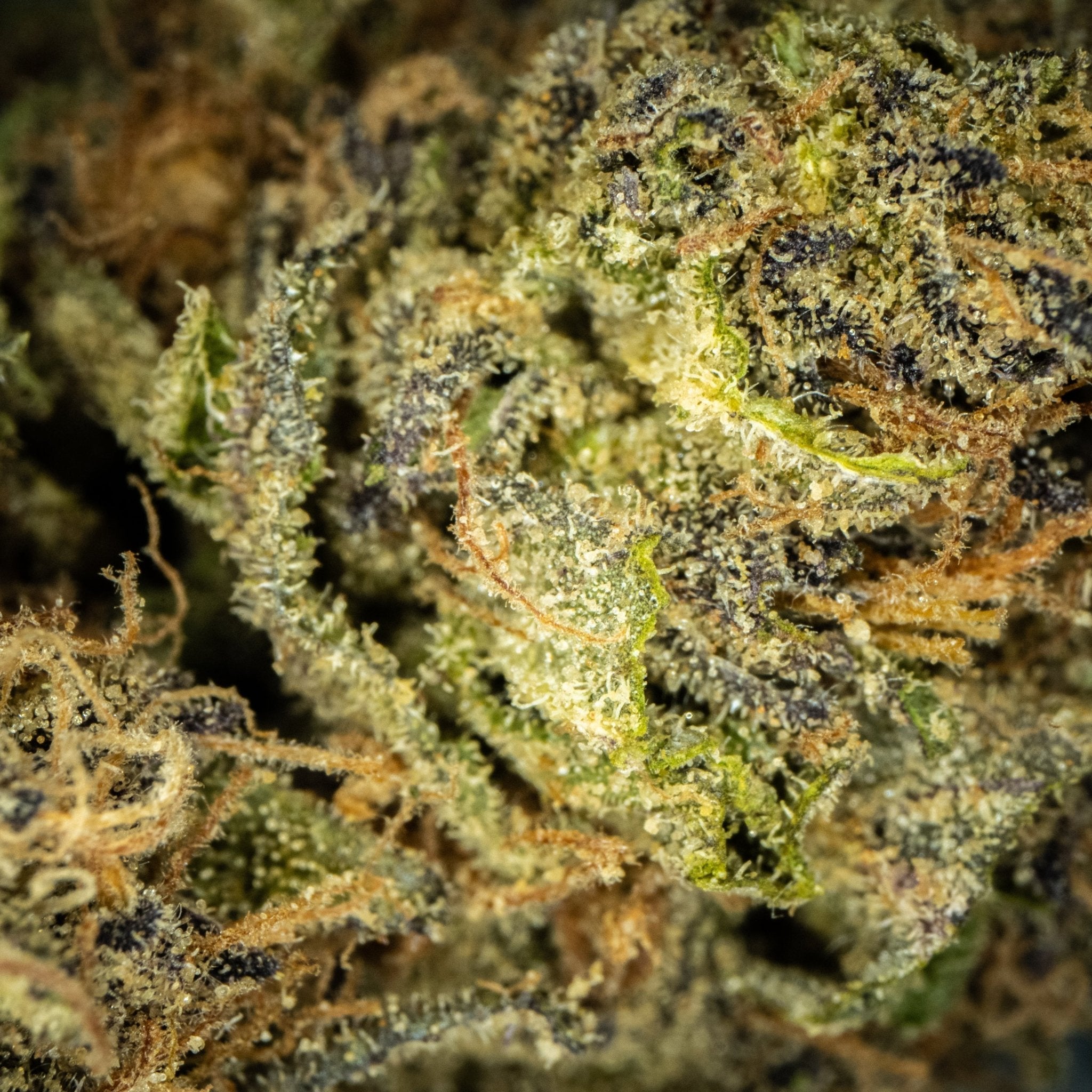 Tangie - DEGIN store