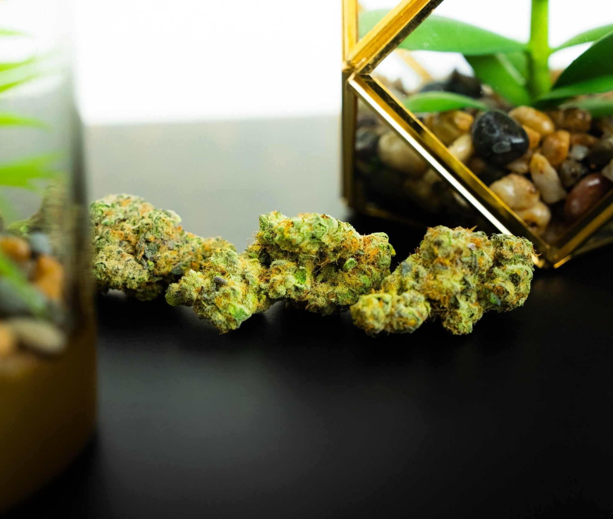 Tangie - DEGIN store