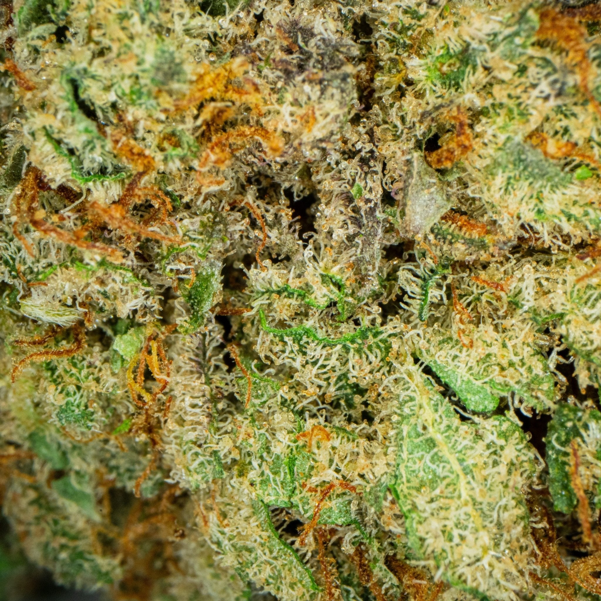 Lifter (CBD) - DEGIN store